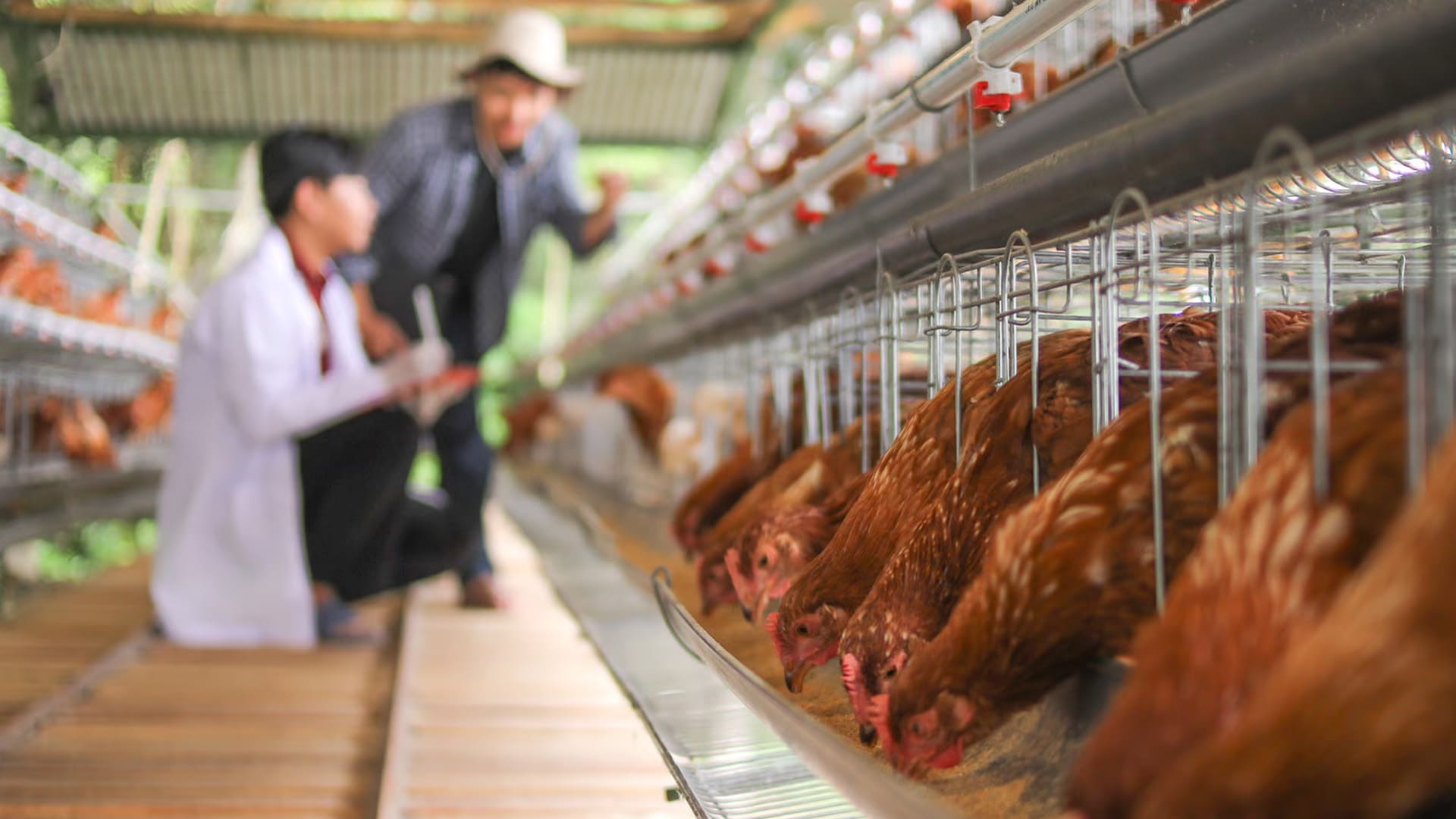 nutrición animal para gallinas