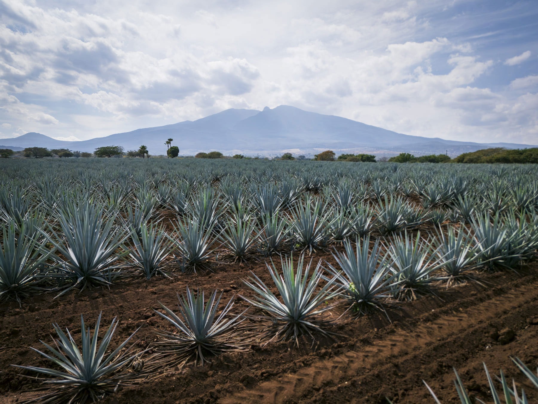 nutrición cultivo agave
